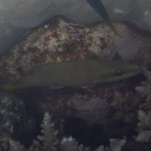 Cheilinus diagrammus juvenile?