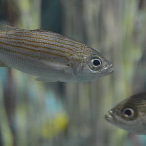 Unknown Fish (Aquarium of the Pacific)