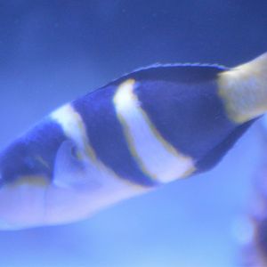 Unknown Wrasse (Aquarium of the Pacific)