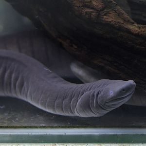 Rio Cauca caecilian