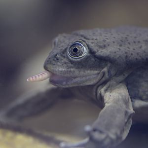 Titicaca frog feeding