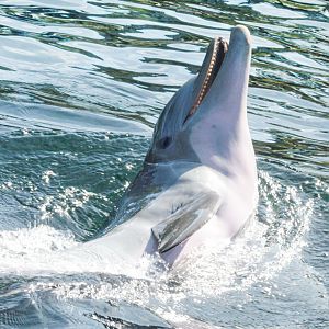 May. 2021 - Dolphin Cove - Bottlenose Dolphin