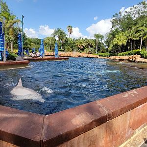May. 2021 - Dolphin Cove