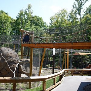 black footed cat exhibit