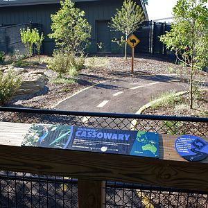 cassowary exhibit