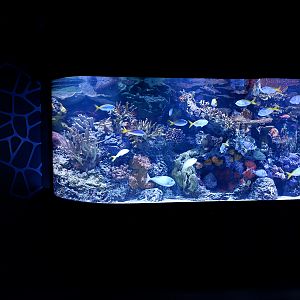 reef fish aquarium