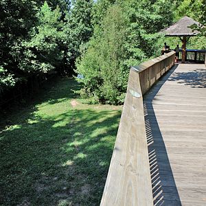 maned wolf giant anteater exhibit