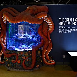 pacific octopus exhibit