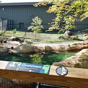 pygmy hippo exhibit