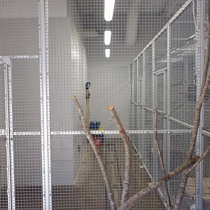 small cat holding (public viewing)