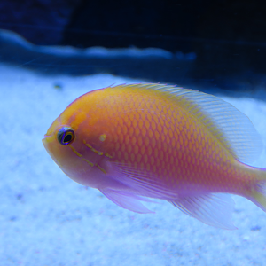 Hawkfish Anthias