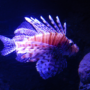 Volitans Lionfish