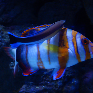 Harlequin Tuskfish and Bluestreak Cleaner Wrasse