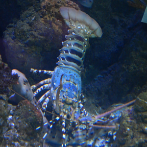 Ornate Rock Lobster