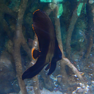 Pinnate Batfish Juvenile