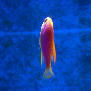 Ventralis Anthias