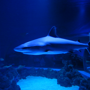 Grey Reef Shark