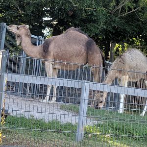 Dromedary Camel  with Calf