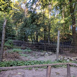 Chinese Muntjak Enclosure