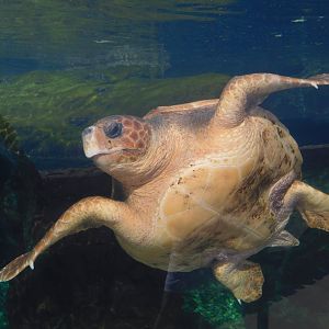 Loggerhead Sea Turtle