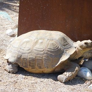 African Spurred Tortoise