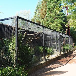 Blue-winged kookaburra and Kea aviaries, 2021-09-03