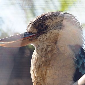 Blue-winged kookaburra (Dacelo leachii), 2021-09-03