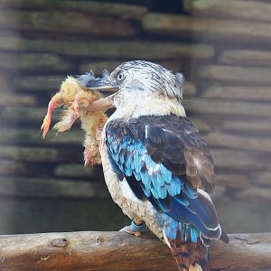 Blue-winged kookaburra (Dacelo leachii) with lunch, 2021-09-03