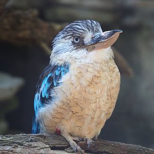 Blue-winged kookaburra (Dacelo leachii), 2021-09-03