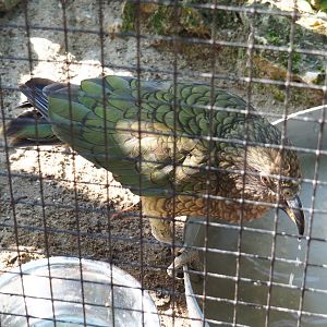 Kea (Nestor notabilis), 2021-09-03