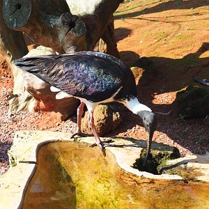 Straw-necked ibis (Threskiornis spinicollis), 2021-09-03