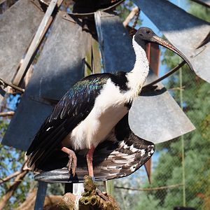 Straw-necked ibis (Threskiornis spinicollis), 2021-09-03