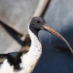 Straw-necked ibis (Threskiornis spinicollis), 2021-09-03