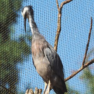 White-faced Heron (Egretta novaehollandiae), 2021-09-03
