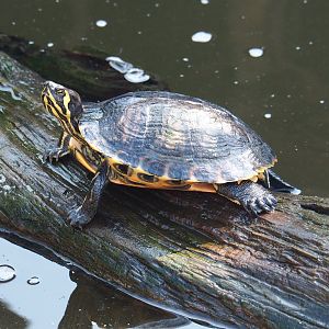 Yellow-bellied slider (Trachemys scripta scripta), 2021-09-03