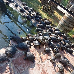 Lots of Pond sliders (Trachemys scripta scripta and T. s. elegans), 2021-09-03