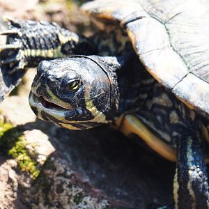 Yellow-bellied slider (Trachemys scripta scripta), 2021-09-03