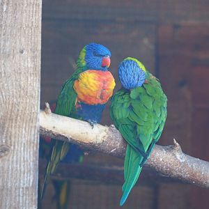 Rainbow lorikeets (Trichoglossus moluccanus), 2021-09-03