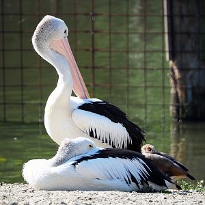 Australian pelicans (Pelecanus conspicillatus), 2021-09-03