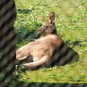 Eastern grey kangaroo (Macropus giganteus), 2021-09-03