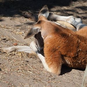 Red kangaroo (Osphranter rufus), 2021-09-03