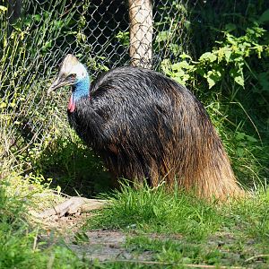Double-wattled cassowary (Casuarius casuarius), 2021-09-03