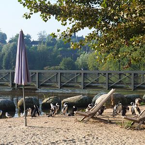 Beach theming on the African penguin beach, 2021-09-03