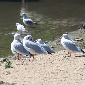 Wild Black-headed gulls (Chroicocephalus ridibundus), 2021-09-03