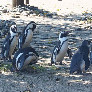African penguins (Spheniscus demersus), 2021-09-03
