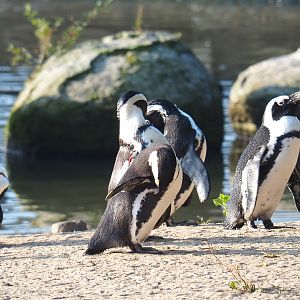 African penguins (Spheniscus demersus), 2021-09-03