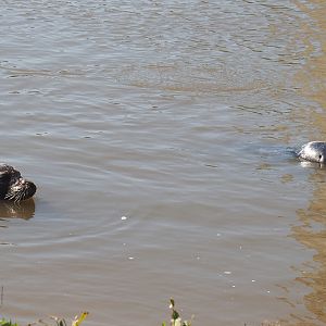 Eastern Atlantic harbour seals (Phoca vitulina vitulina), 2021-09-03