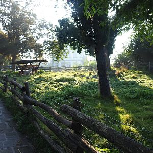 Angora goat paddock near the aquarium building, 2021-09-03