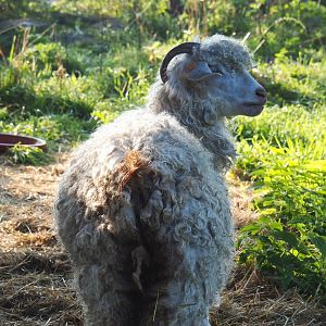 Angora goat (Capra aegagrus hircus), 2021-09-03