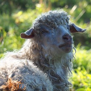 Angora goat (Capra aegagrus hircus), 2021-09-03